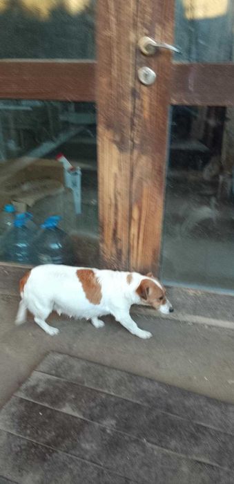 Чистокръвен Джак Ръсел