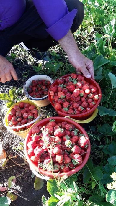 Продам саженцы клубники