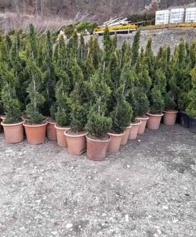 Plante Veșnic Verzi de Vârf – Aspect Compact și Bogat