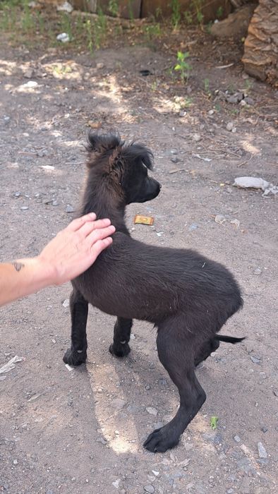 Отдам ласкового щенка