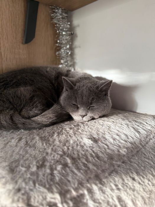 Британска котка на година