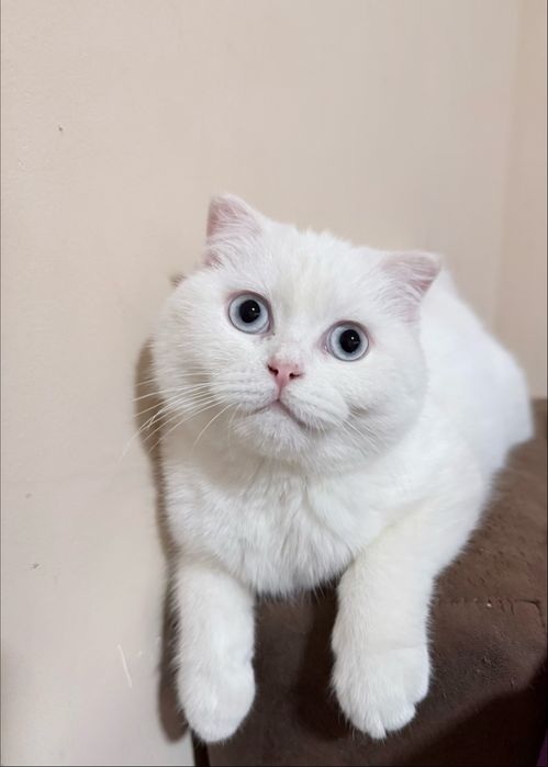 скотиш фолд 5 месяцев котенок