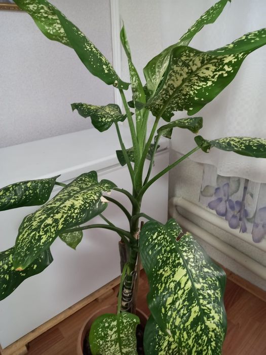 Продам цветы комнатные