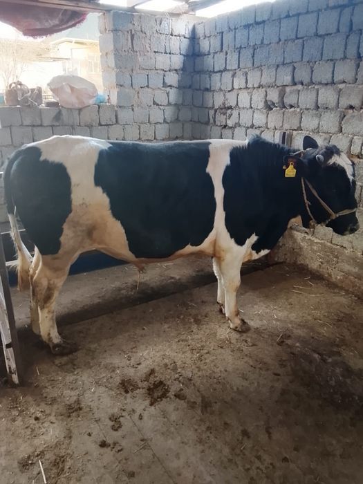 Бұқа сатылаады срочно