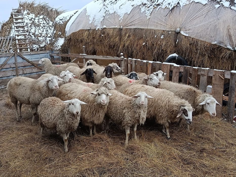 Vând oi tinere bune de lapte