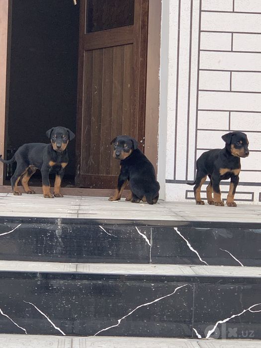 Doberman kuchula  sotiladi