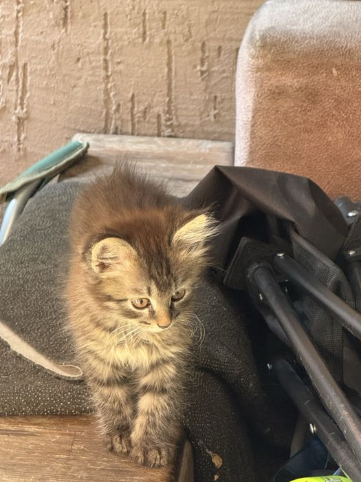 Котята в хорошие руки
