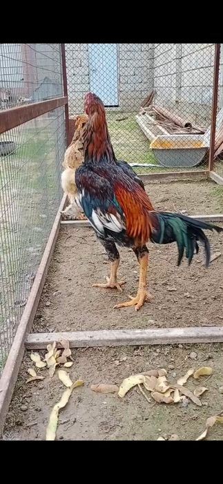 Петух бойцовые срочно