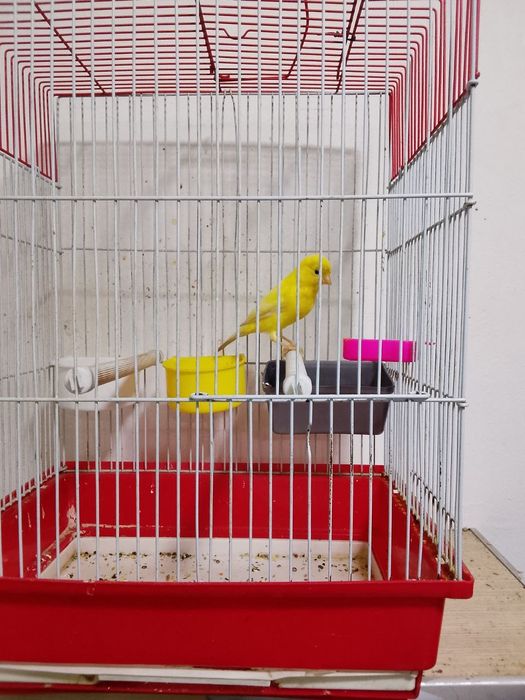 лимон нар 7, 8 ойлик  сайрода