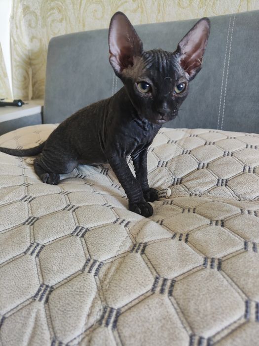 Котенок сфинкс донской