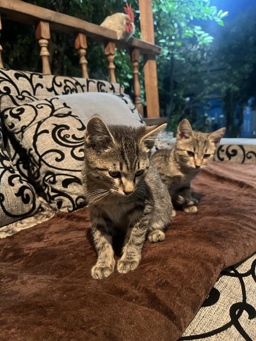 Котята бесплатно