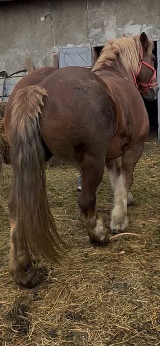 De vanzare iapa de 6 ani garantata fara defecte gestanta ff blanda