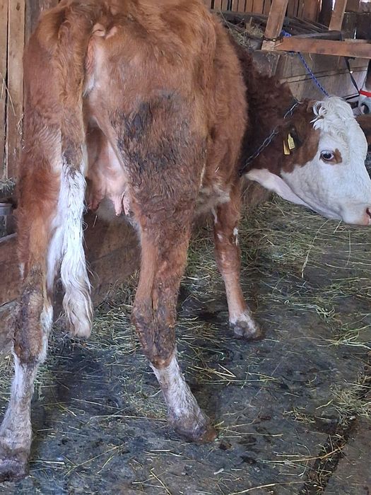 Vând junica baltata gestanta