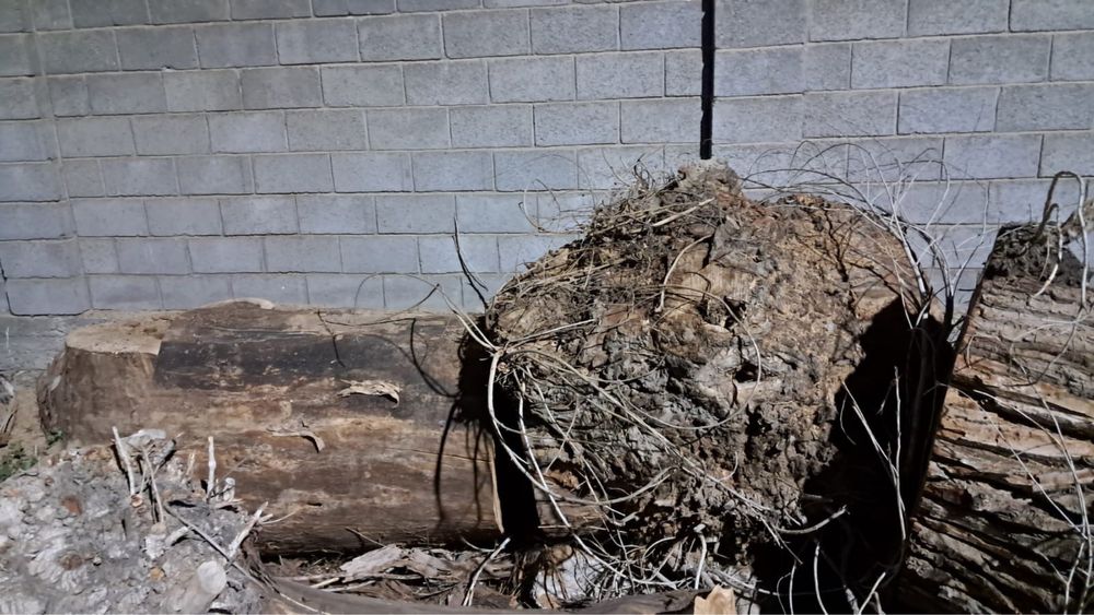 Дрова, деревья отдам даром