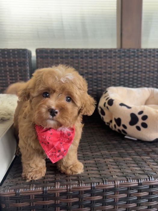 Maltipoo F2