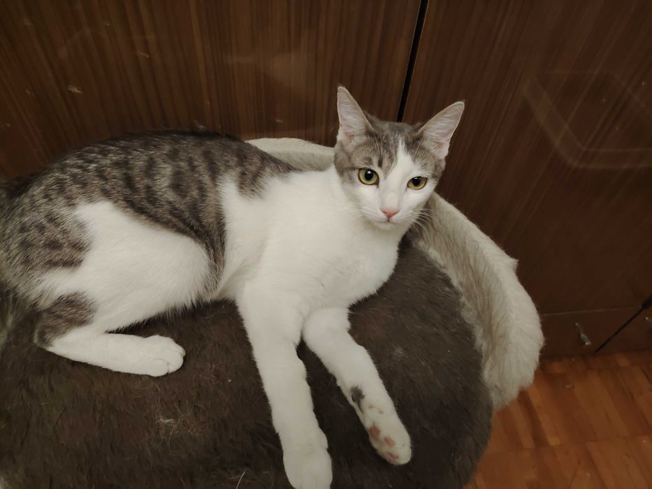 Отдается даром   очень красивый котёнок