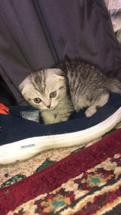 Британский катят продаю