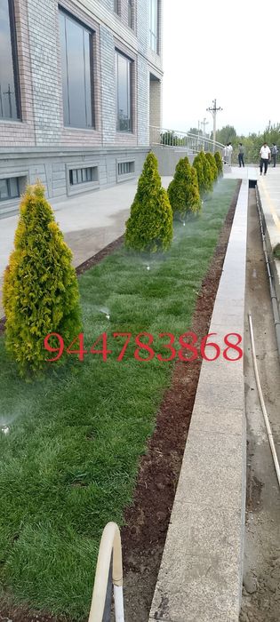 Gazon yotqizish tayor rulon landshaft dizayni xizmatlari  mavjud