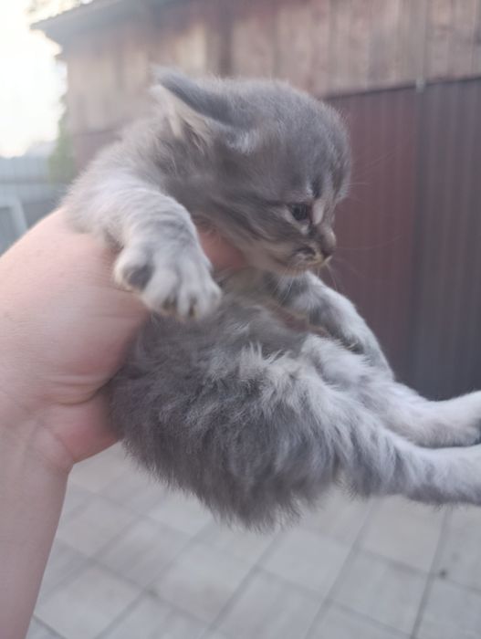 Продам котят британцев