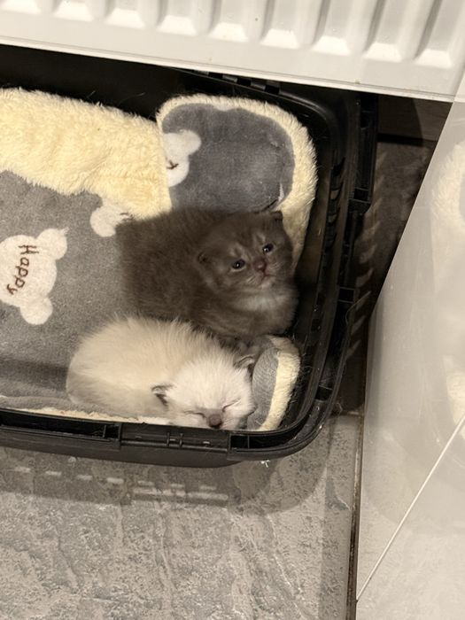 Шотландский вислоухий котенок девочка