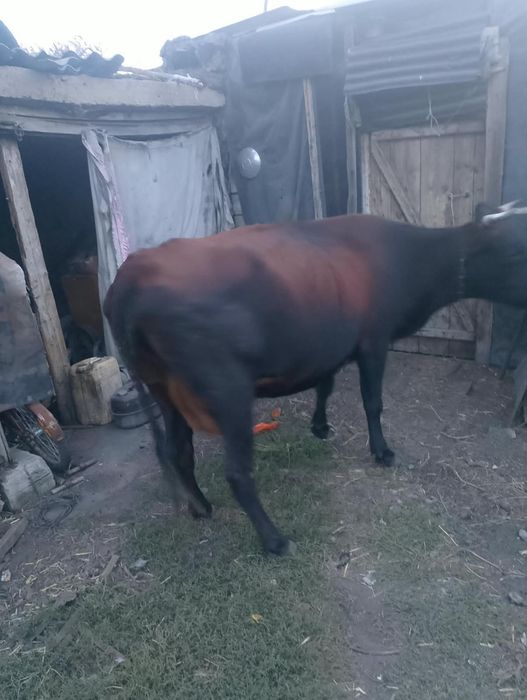 Срочно продам корову