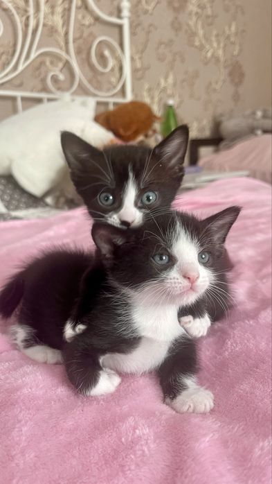 Бронирование котят породы Манчкин