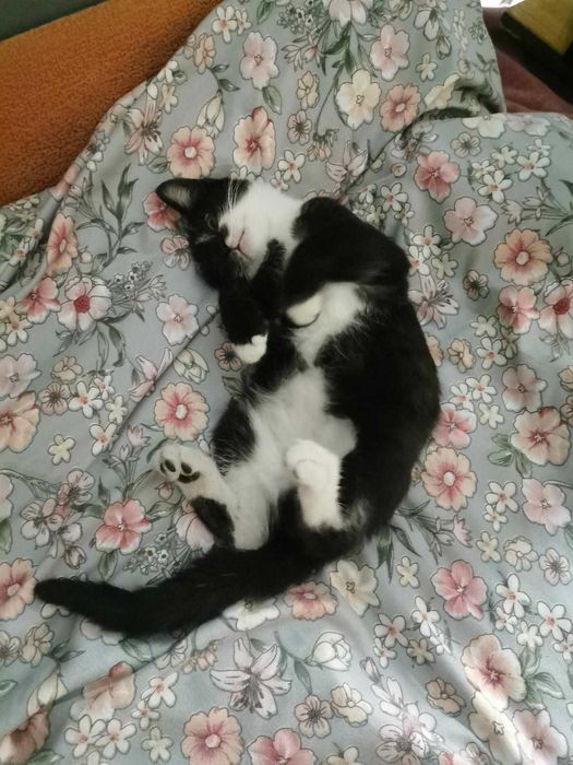 Очаровательный котенок