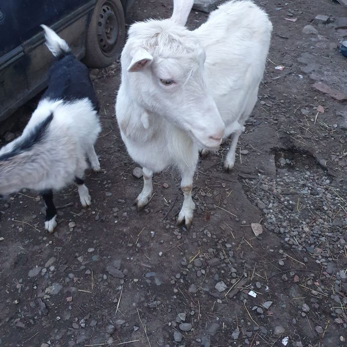 Capra rasa nemteasca