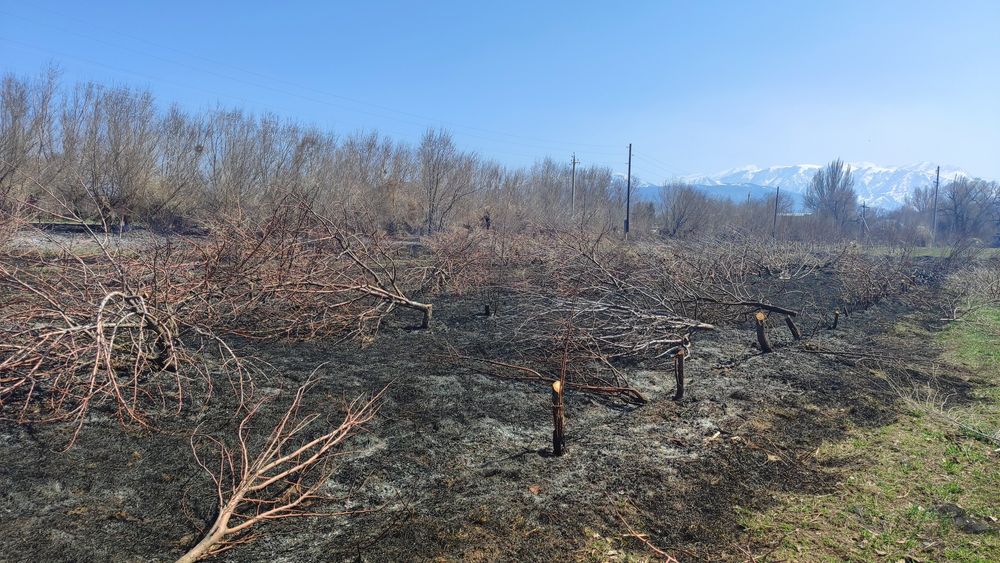 Дрова самовывоз яблоня