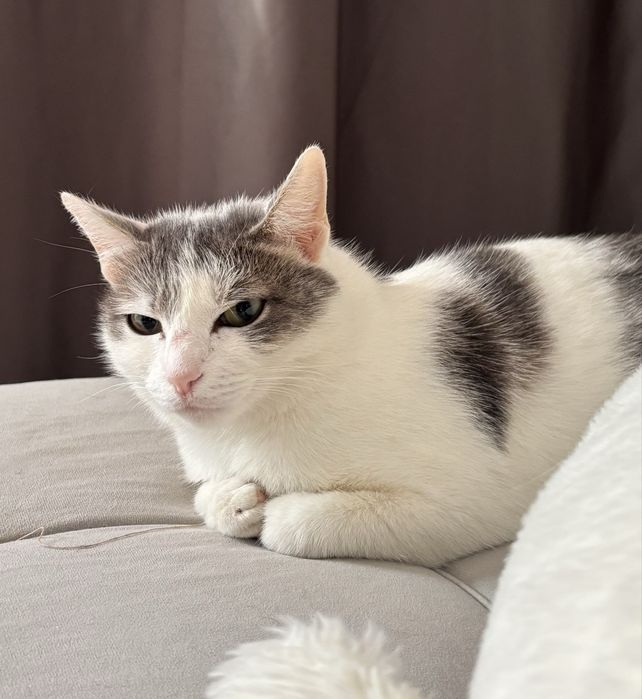 Кошечка ищет дом