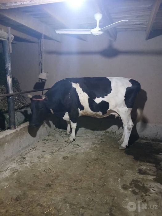 Sog‘in sigir sotiladi