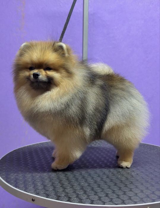 Померанский шпиц