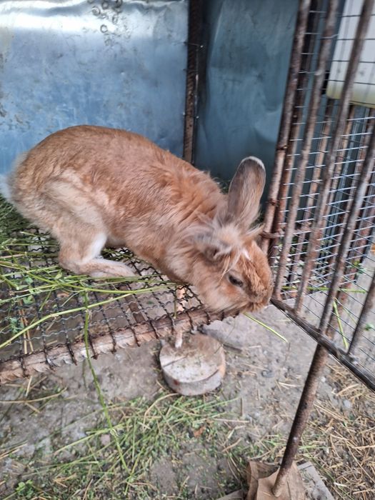 Iepuroi Cap de Leu adult!