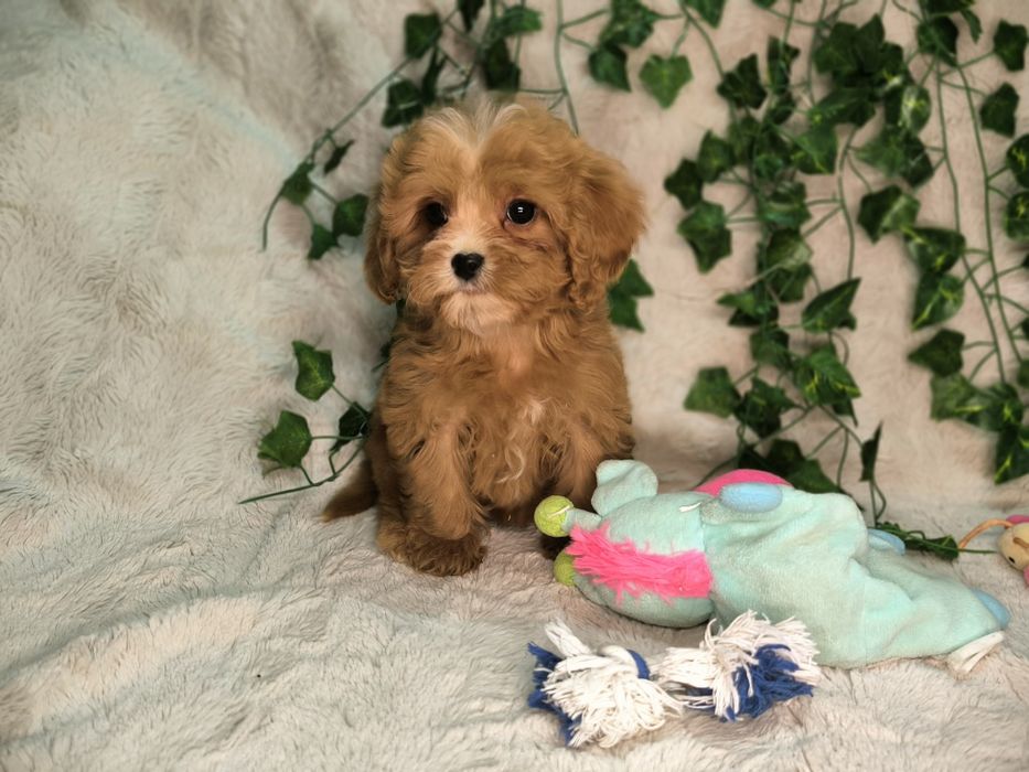 Vand fetita Cavapoo toy  red F1