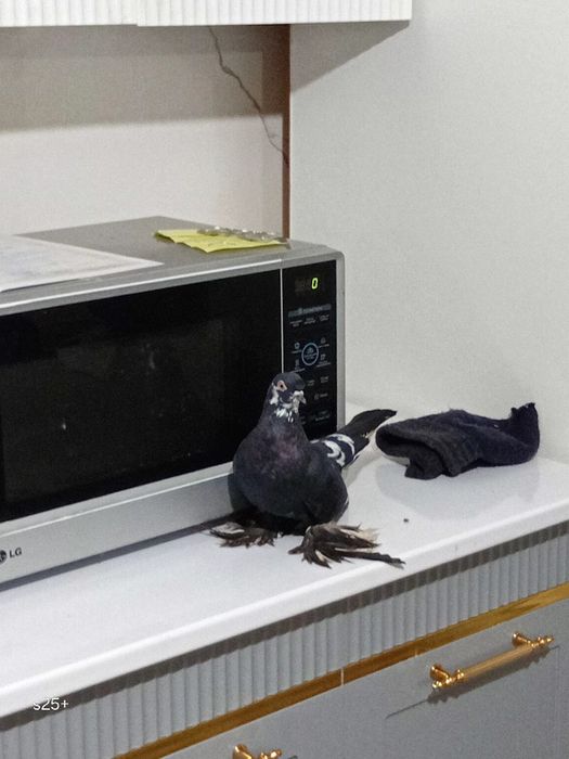 красивые голуби домашный