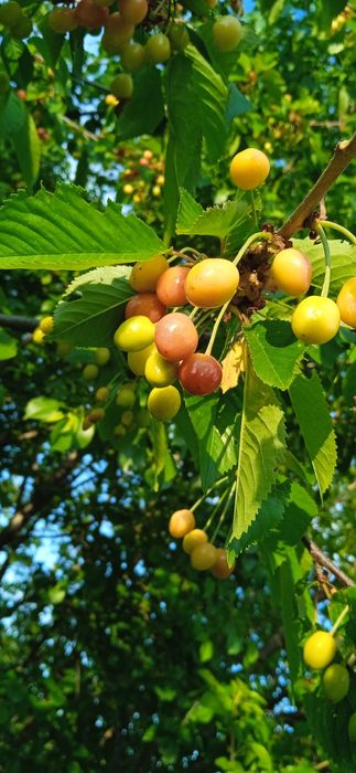 Продава се Къща в Видин, Акджамия - 56 кв.м за 1822 €/кв.м - Снимка #2