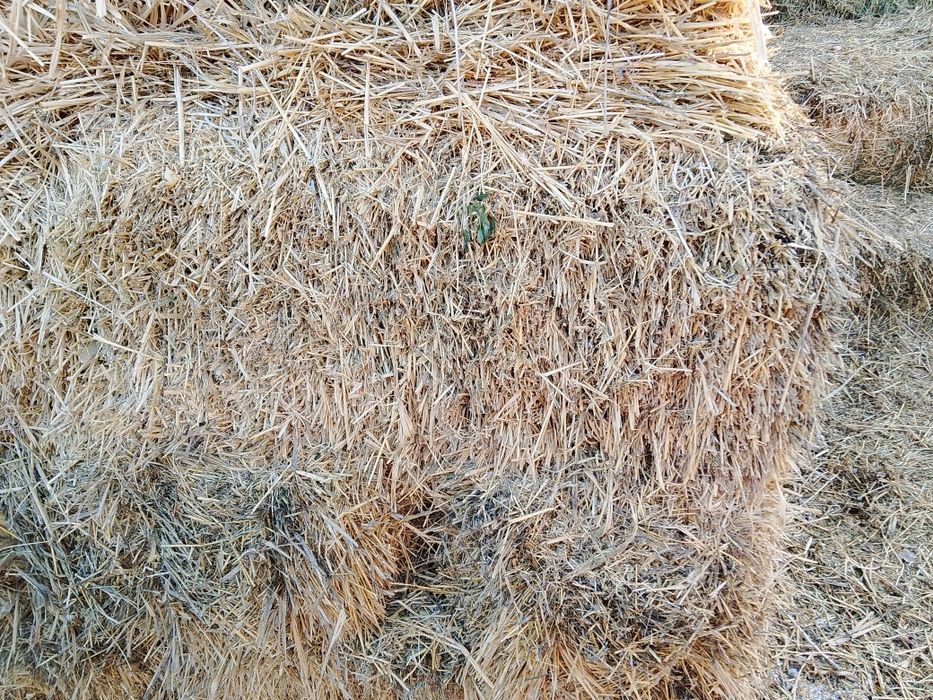 Сабан шөп 1100 сатылады