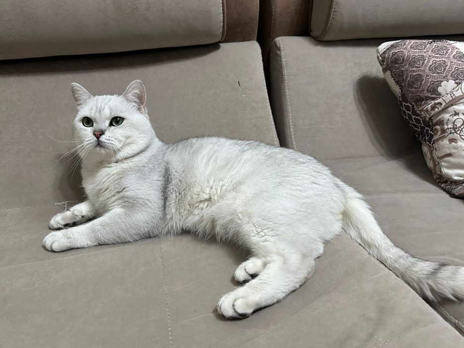 Продам шотландских котят