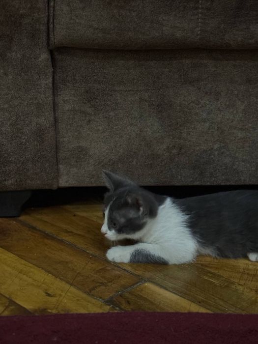 Отдаем котят бесплатно