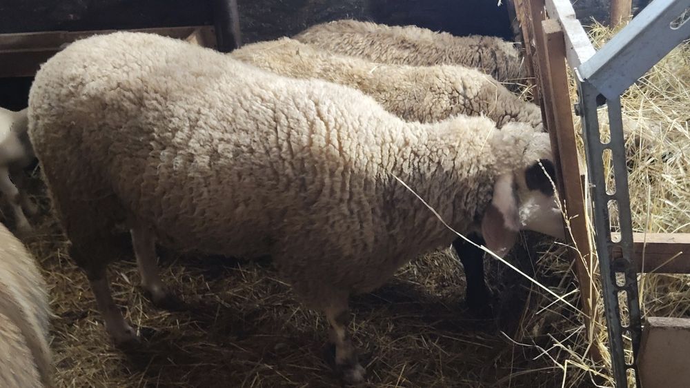 In căutare nou stapan