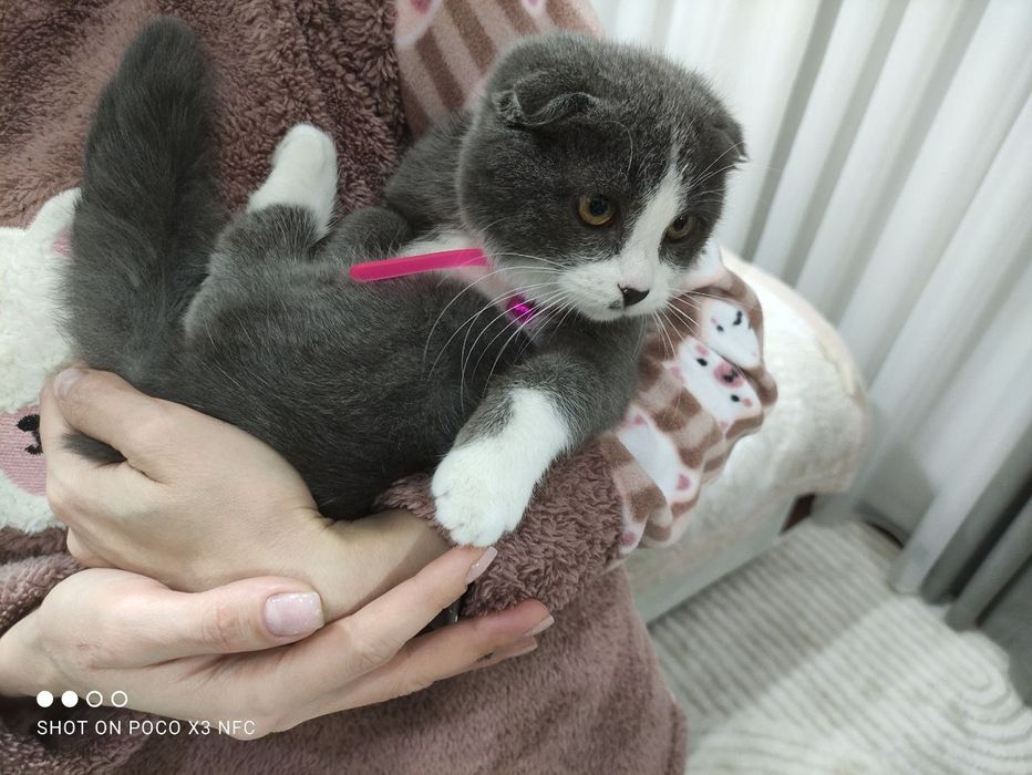 Котёнок Скоттиш-фолд