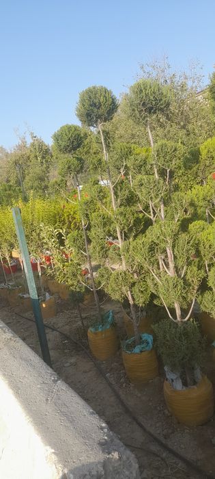 Archa va dekrativni daraxtlar