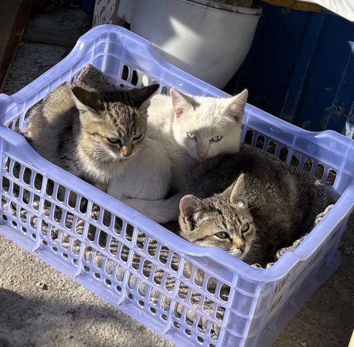 Отдам в добрые руки котят