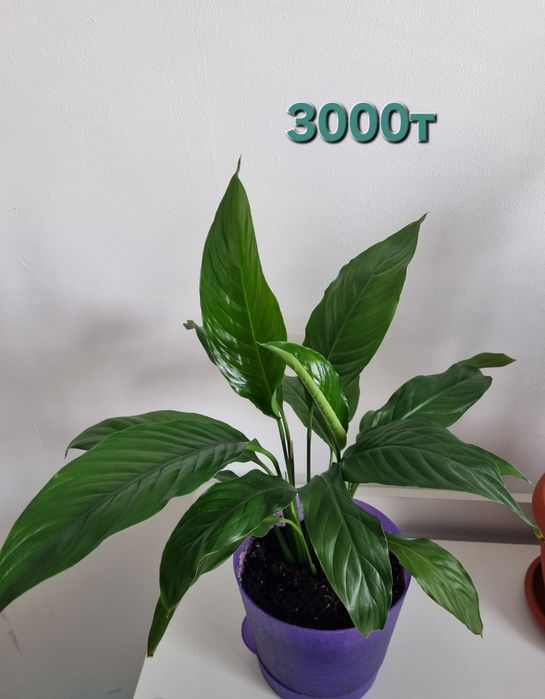 Спатифиллум Женское Счастье