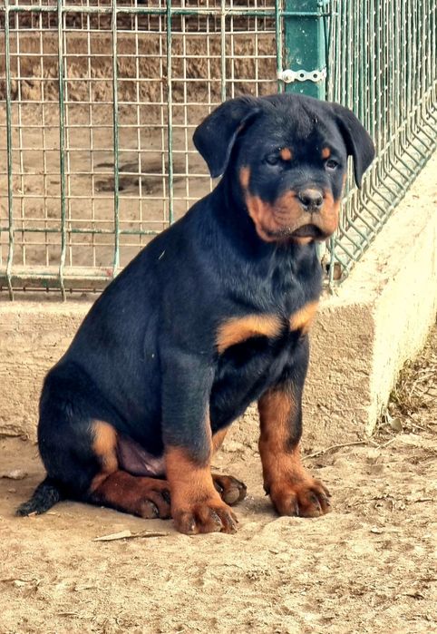 Pui Rottweiler cu pedigree