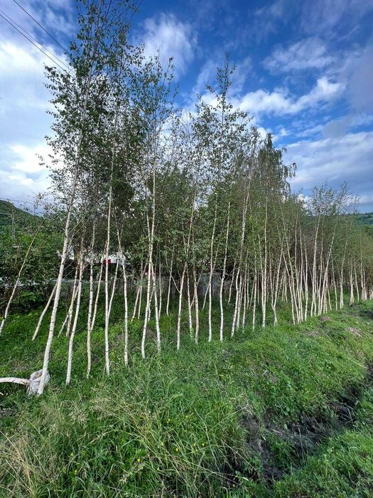 Ofertă Mesteacăn Ornamental – Preț Avantajos, Arbori Mari