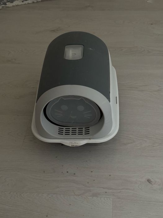 Котенок Скотиш Фолд Шиншилла