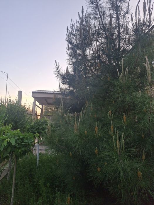 Елка восьмилетняя СОСНА