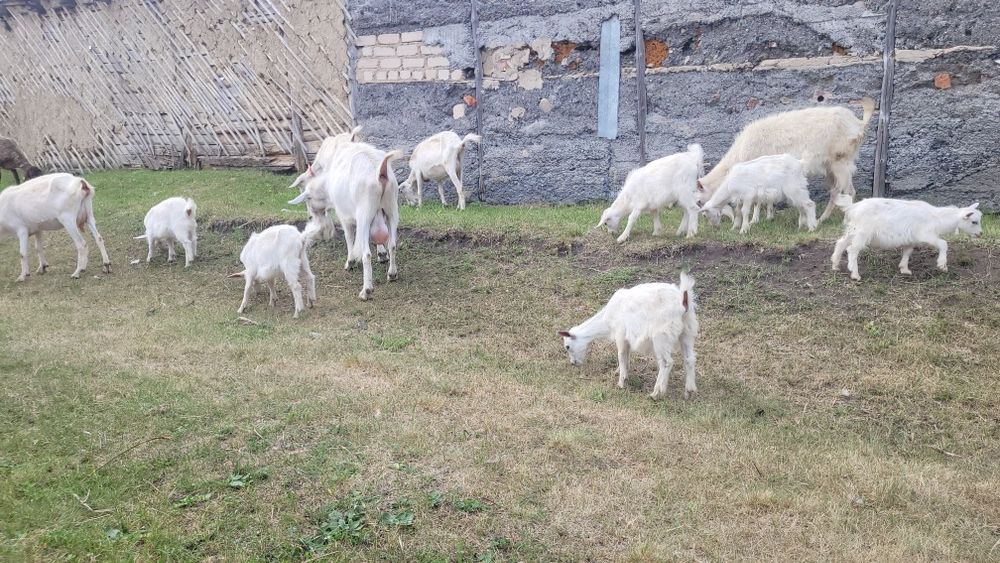 Продам дойных коз оптом