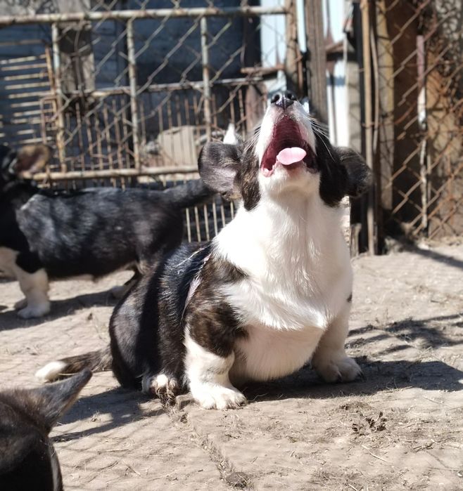 Щенки вельш корги кардиган